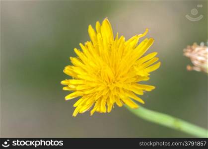 yellow colored flower with many petals