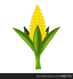 Yellow Corn. Fresh Yellow Corn Isolated on White Background