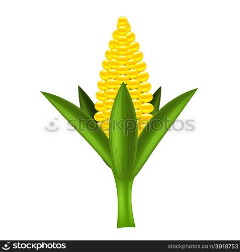Yellow Corn. Fresh Yellow Corn Isolated on White Background