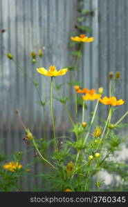 Yellow cosmea flower