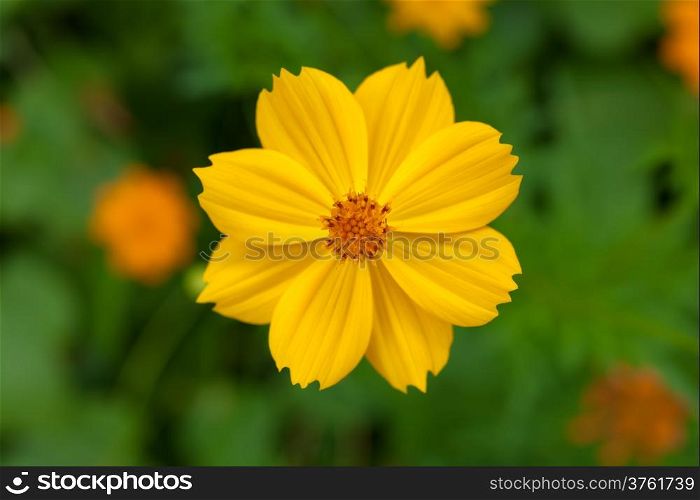 Yellow cosmea flower in green garden