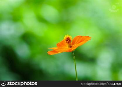 yellow cosmos flowers on green garden background