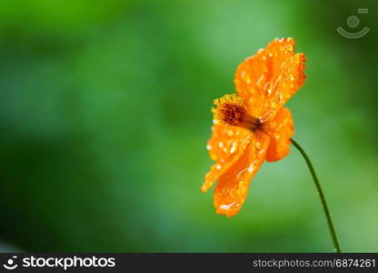 yellow cosmos flowers with water drop on green garden background