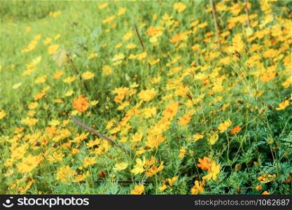Yellow cosmos in field with the color background.