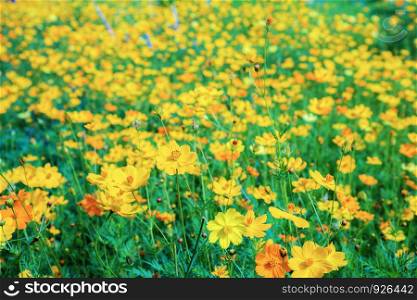 Yellow cosmos on field with sunlight in summer.
