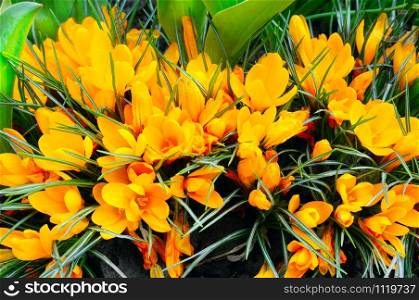 Yellow crocus flowers on a flower bed. Bright spring background.