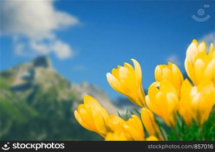 Yellow crocuses are in mountain background, spring