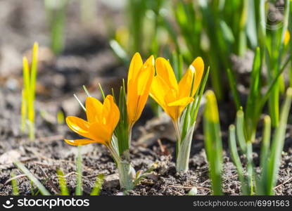 Yellow crocuses blossom in spring park