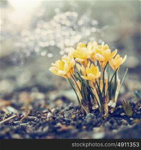 Yellow crocuses flowers in garden or park with bokeh, spring outdoor nature background