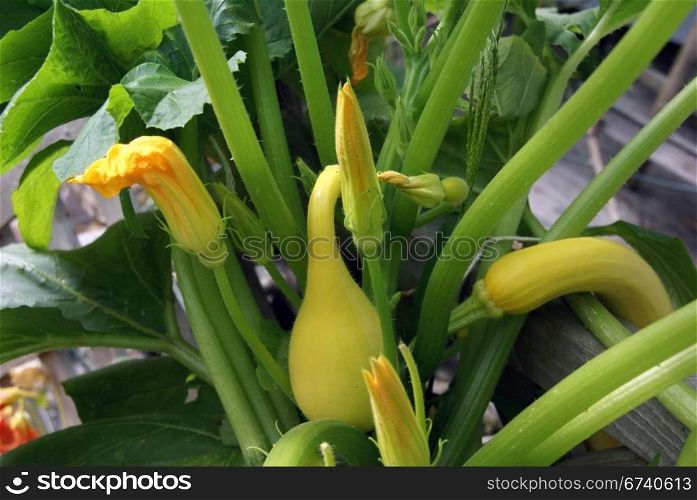 Yellow crook neck squash and blossom on vine, , Seattle garden, Pacific Northwest