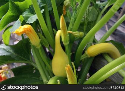 Yellow crook neck squash and blossom on vine, , Seattle garden, Pacific Northwest