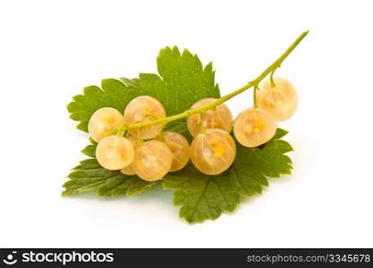 Yellow currant isolated on white background