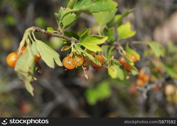 Yellow currants on bush 18447. Yellow currants on bush branches between leaves close up 18447