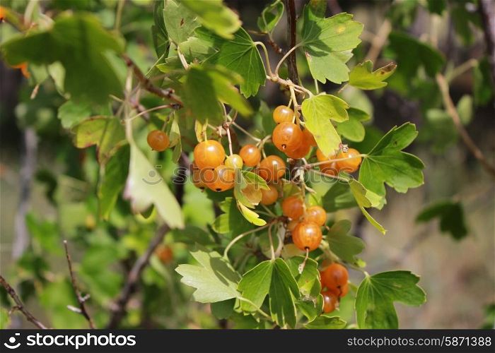 Yellow currants on bush 18496. Yellow currants on bush branches between leaves close up 18496