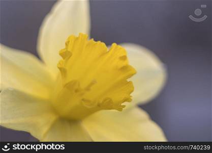 yellow daffodil close up