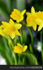 yellow daffodil flowers , close up for background