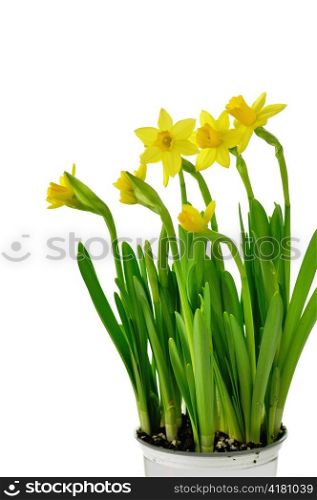 yellow daffodil flowers on a white background