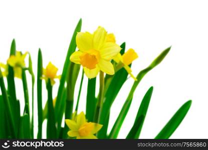 Yellow daffodil flowers with green leaves isolated on white background. Yellow daffodil flowers