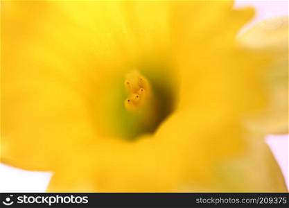Yellow daffodil in spring