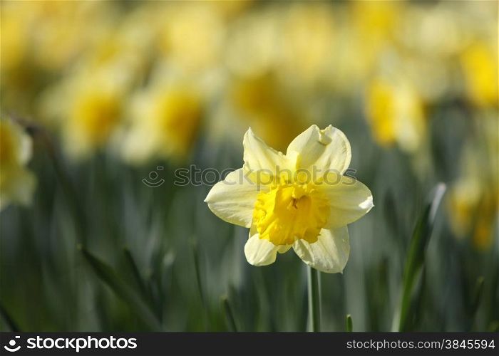 yellow daffodil in sunlight with other specimen in the background