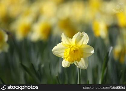 yellow daffodil in sunlight with other specimen in the background