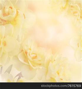 Yellow Daffodil Narcissus Flowers Abstract Background