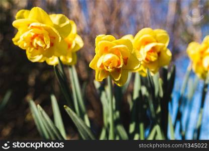 Yellow Daffodil Narcissus flowers outdors in spring. Nature flowers background with selective focus.. Yellow Daffodil Narcissus flowers outdors in spring
