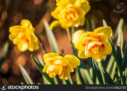 Yellow Daffodil Narcissus flowers outdors in spring. Nature flowers background with selective focus.. Yellow Daffodil Narcissus flowers outdors in spring