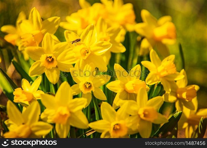 Yellow Daffodil Narcissus flowers outdors in spring. Nature flowers background with selective focus.. Yellow Daffodil Narcissus flowers outdors in spring. Nature flowers background.
