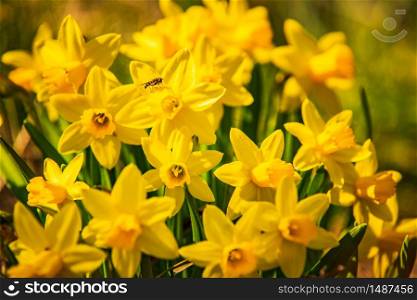 Yellow Daffodil Narcissus flowers outdors in spring. Nature flowers background with selective focus.. Yellow Daffodil Narcissus flowers outdors in spring. Nature flowers background.