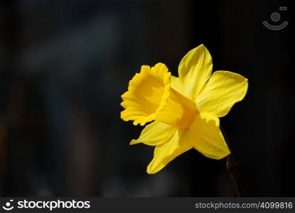 Yellow daffodil or narcissus looking at the sun with a dark background.