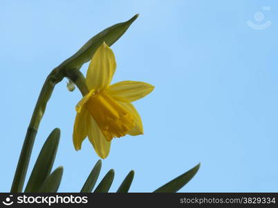 yellow daffodil with blue sky