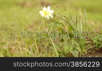 yellow daffodil with green grass in background