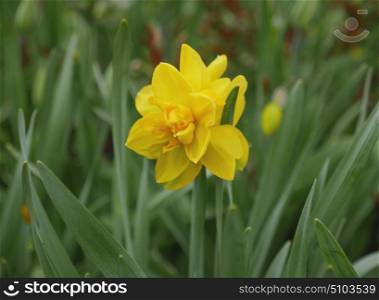 Yellow daffodil with green leaves on the flowerbed. Yellow daffodil with green leaves on the flowerbed.