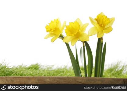 Yellow daffodils and fresh grass isolated on white background