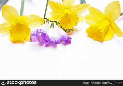 Yellow daffodils and lilac flower on the white background