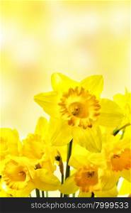Yellow daffodils close-up over blurry background