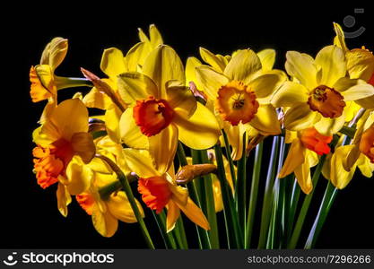 Yellow daffodils. Daffodils on black background. Nature flower. Garden flowers. Yellow daffodil flowers on dark background.