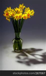 Yellow daffodils. Daffodils on gray background. Nature flower. Garden flowers. Yellow daffodil flowers in vase on dark background.