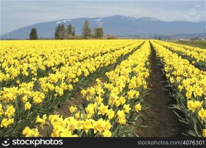 Yellow daffodils field