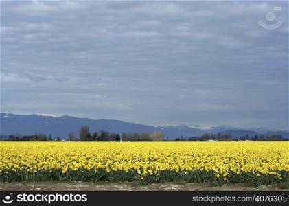 Yellow Daffodils field