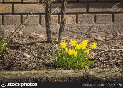 Yellow daffodils in a flowerbed outside a brickhouse in the spring