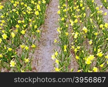 Yellow daffodils in springtime in the Netherlands