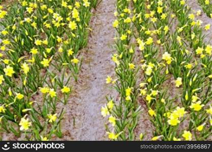 Yellow daffodils in springtime in the Netherlands