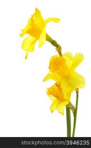 Yellow daffodils isolated over the white background