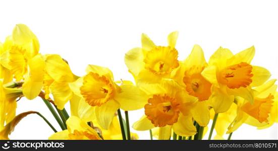 Yellow daffodils isolated over the white background