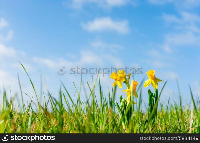 Yellow daffodils on a field at easter