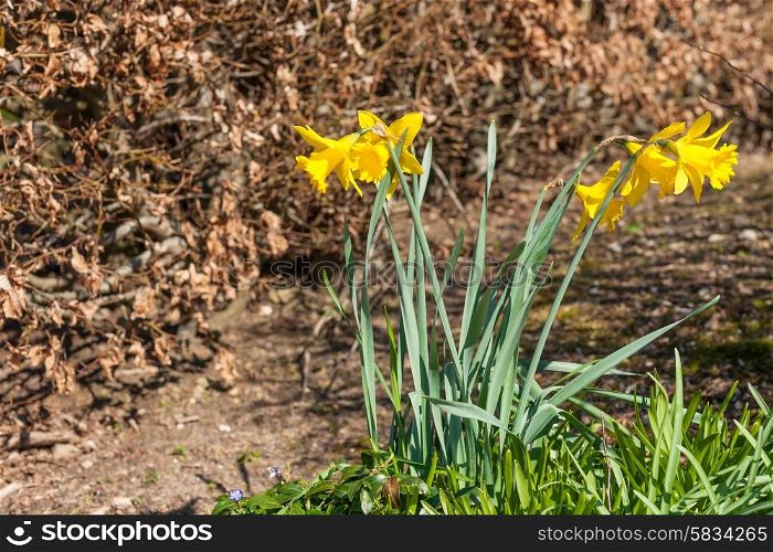 Yellow daffodils on a spring day in April
