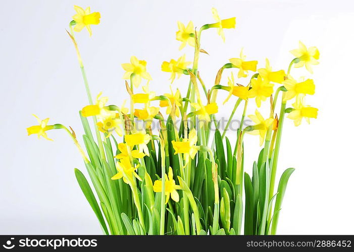 Yellow daffodils with stems and leaves in bunch