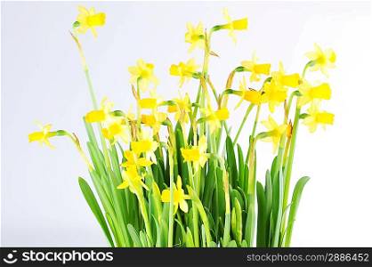 Yellow daffodils with stems and leaves in bunch